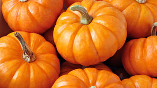 November 2025 Newsletter