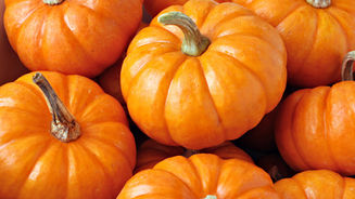 Blackbaud CRM™ Trick or Treat: Is that a designation or a purpose?