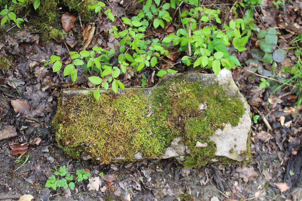 2015-05-02 11.43.09.jpg