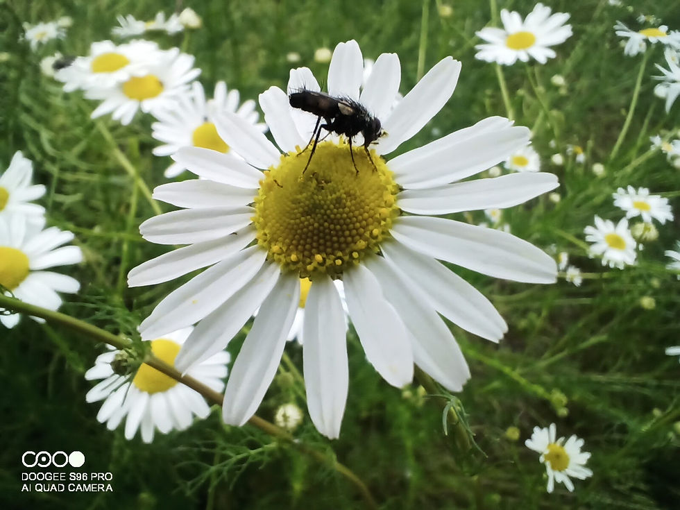 IMG_20210626_145918_632