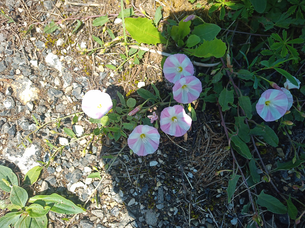 IMG_20210702_133635_111