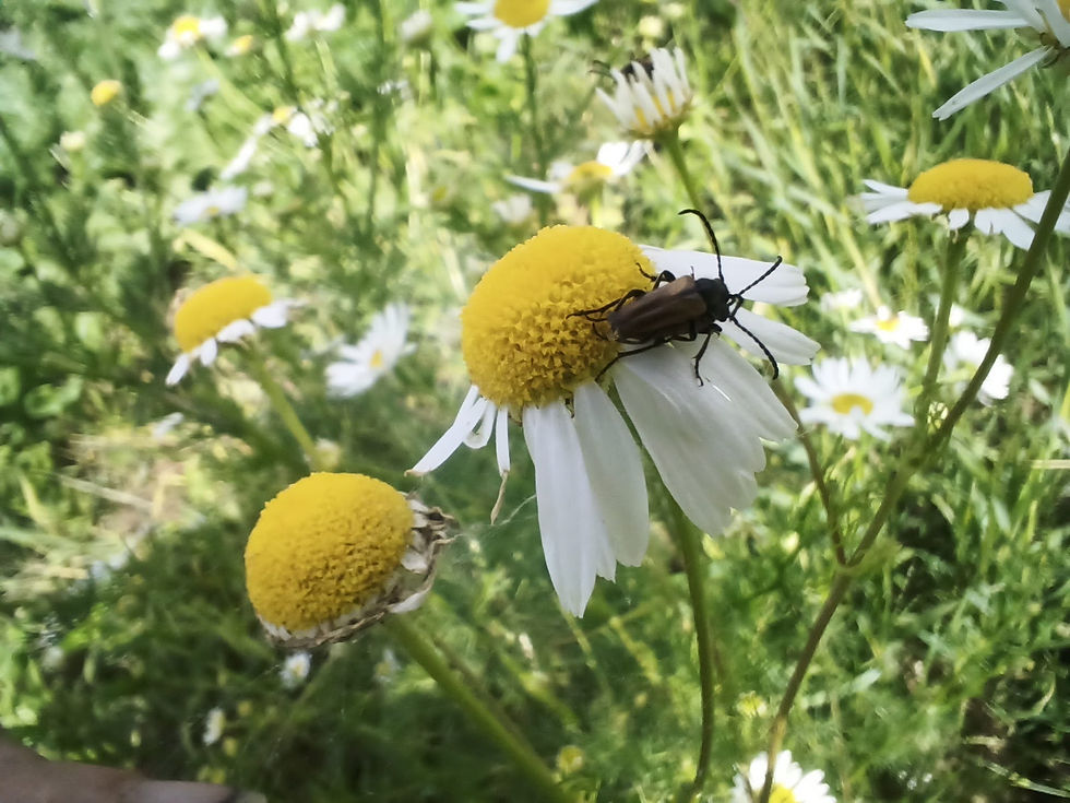 IMG_20210627_094830_436