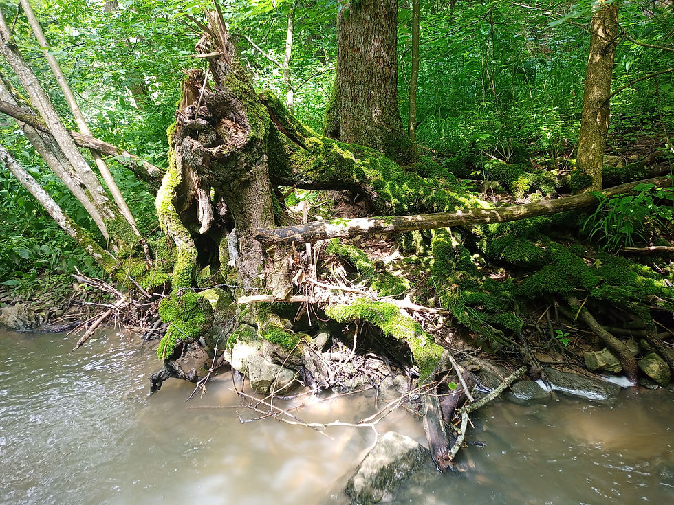 IMG_20210702_153320_829