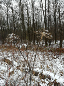 IMG_20210314_100243_BURST002