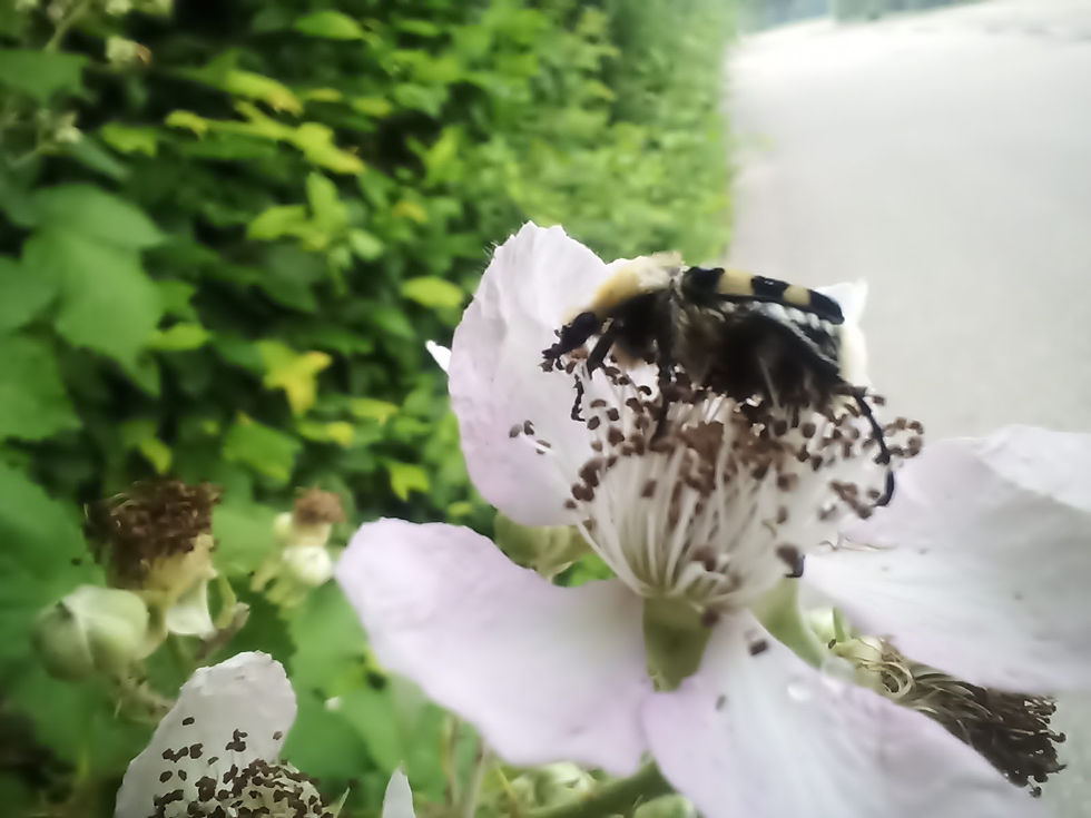 IMG_20210627_093248_340