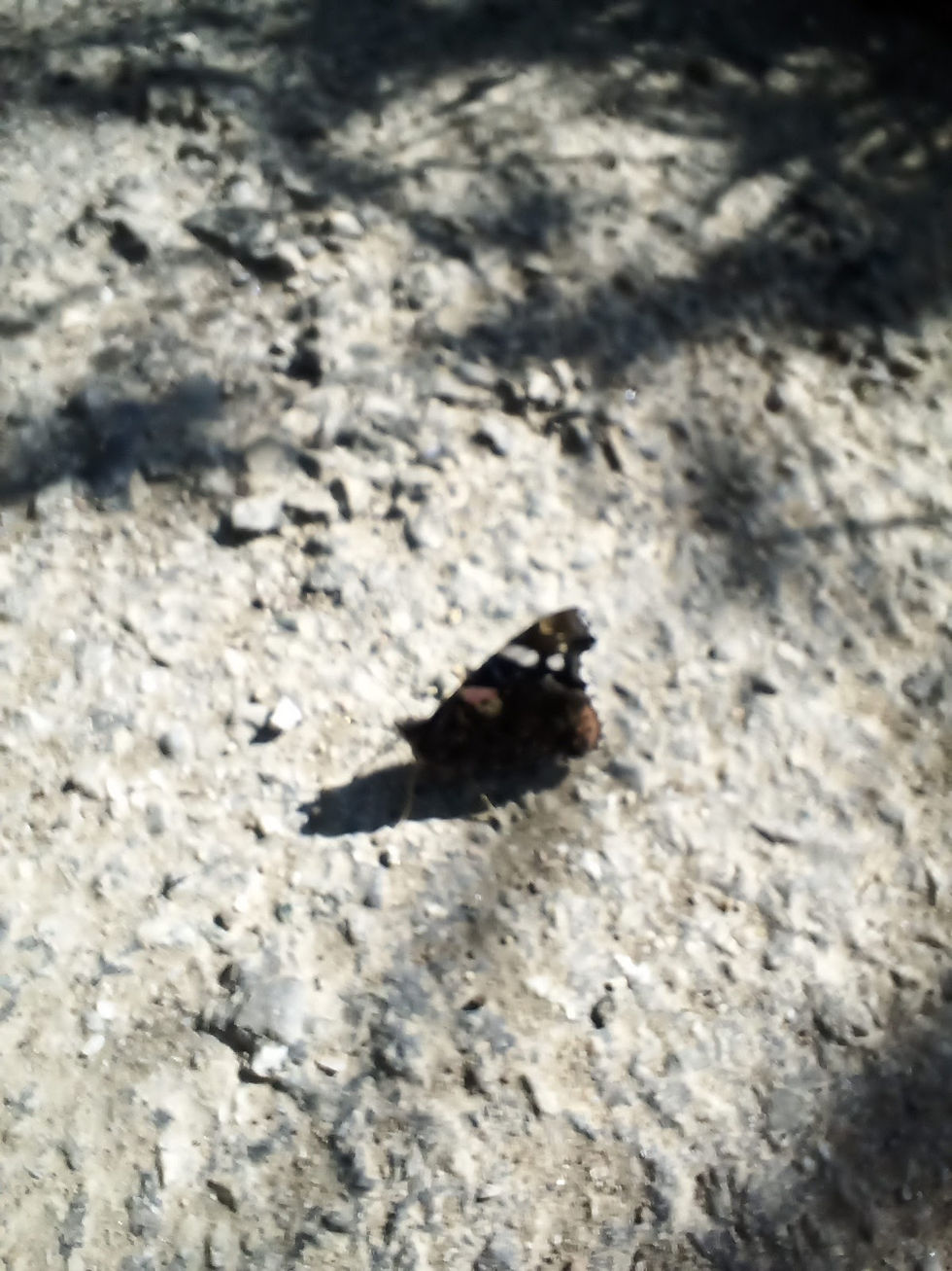 IMG_20210702_171222_139