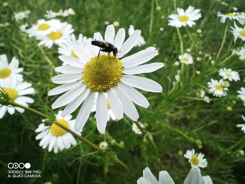 IMG_20210626_145917_732