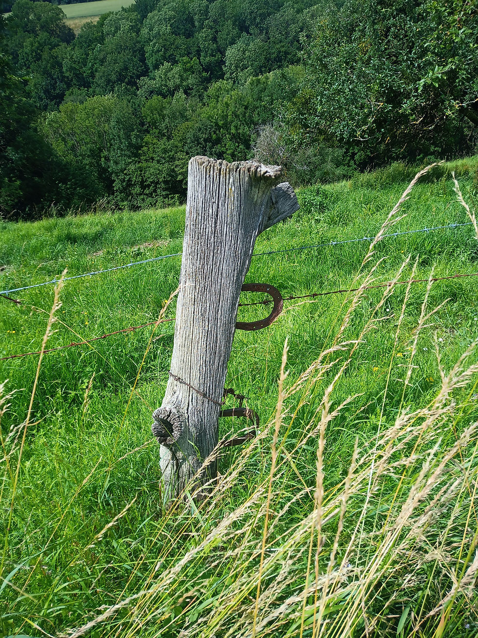 IMG_20210702_151330_220