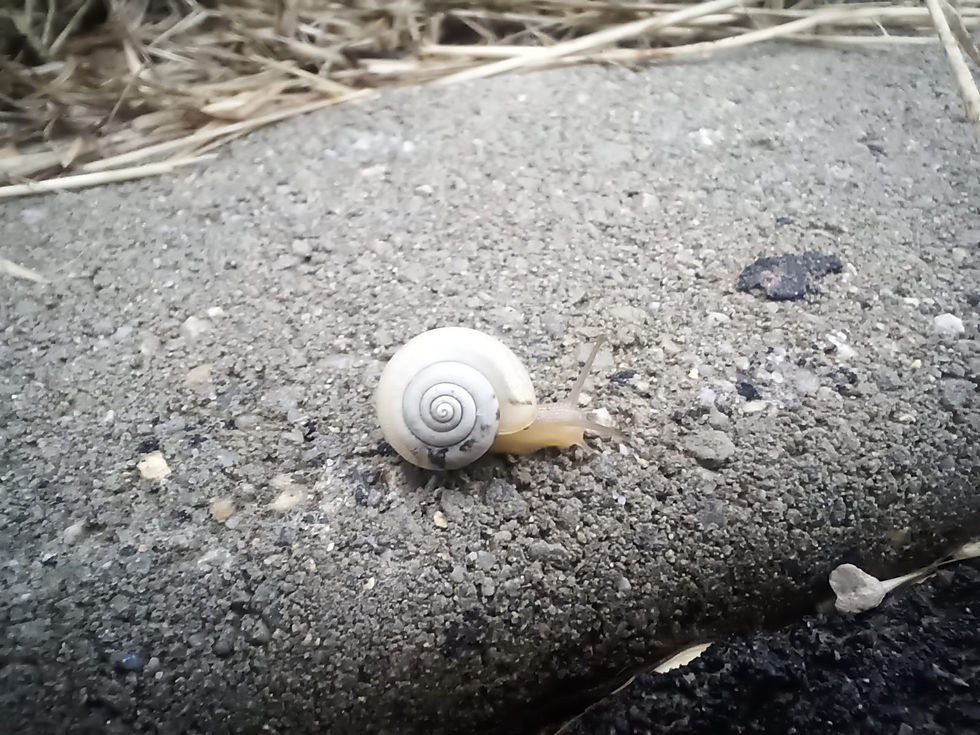 IMG_20210701_102255_191