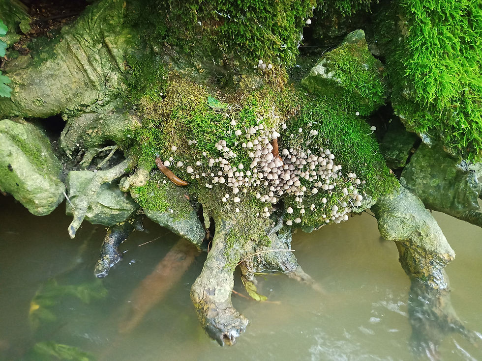 IMG_20210702_153557_758