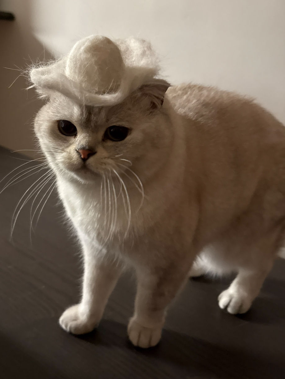 Patlapa's cat, Neji, won our team-wide pet photo contest :)