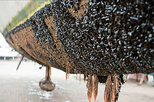 AntiFouling - A&D Coatings Antwerpen.PNG