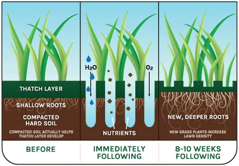 What+is+Dethaching+and+Aeration-1920w.webp