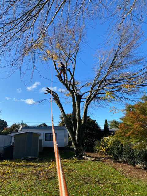 ropes supporting tree branches while pruning