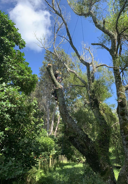 man in tree cutting trunk