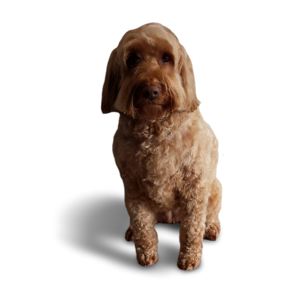 brown dog sitting