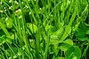 close up of grass.webp