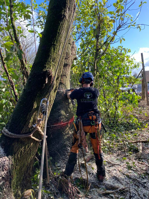 man cutting tree trunk