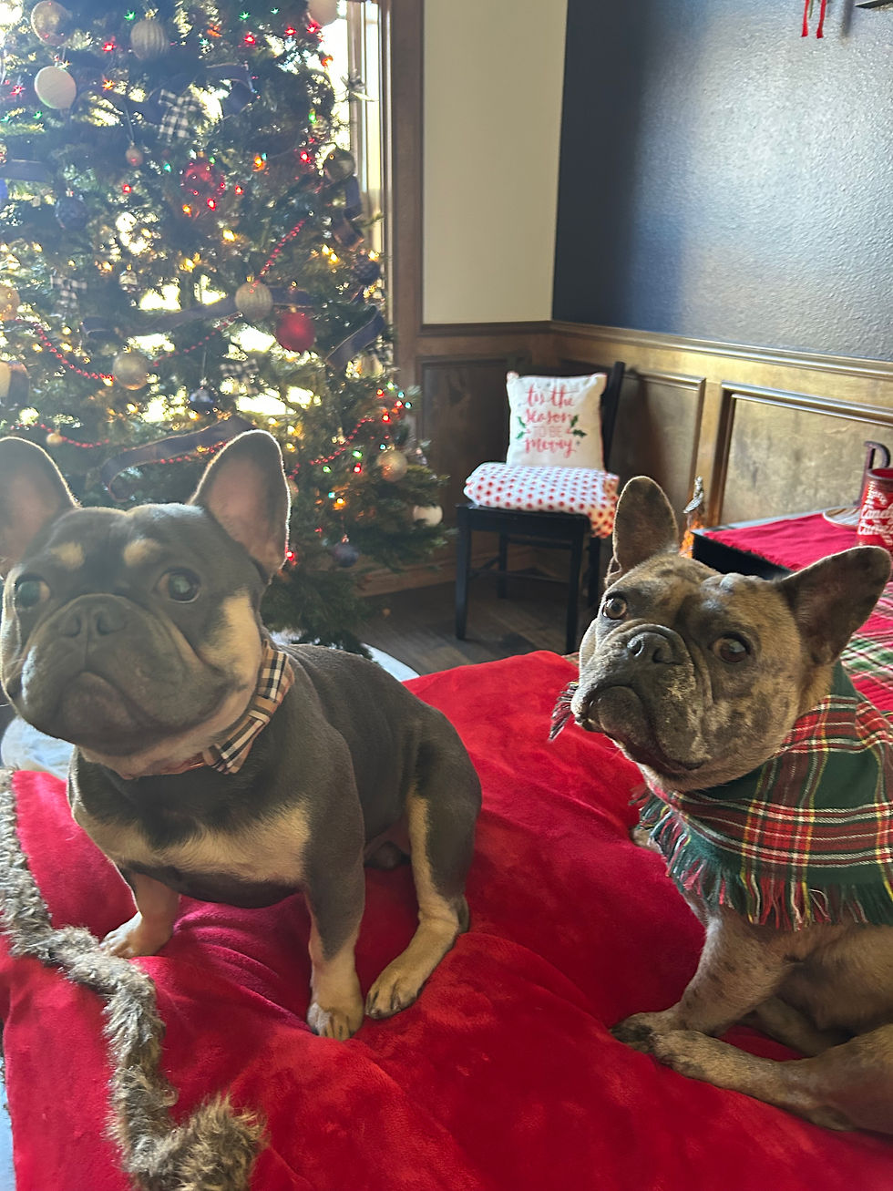 Luna and Dak, health tested French Bulldog parents of Salty Paw's upcoming 2026 litter