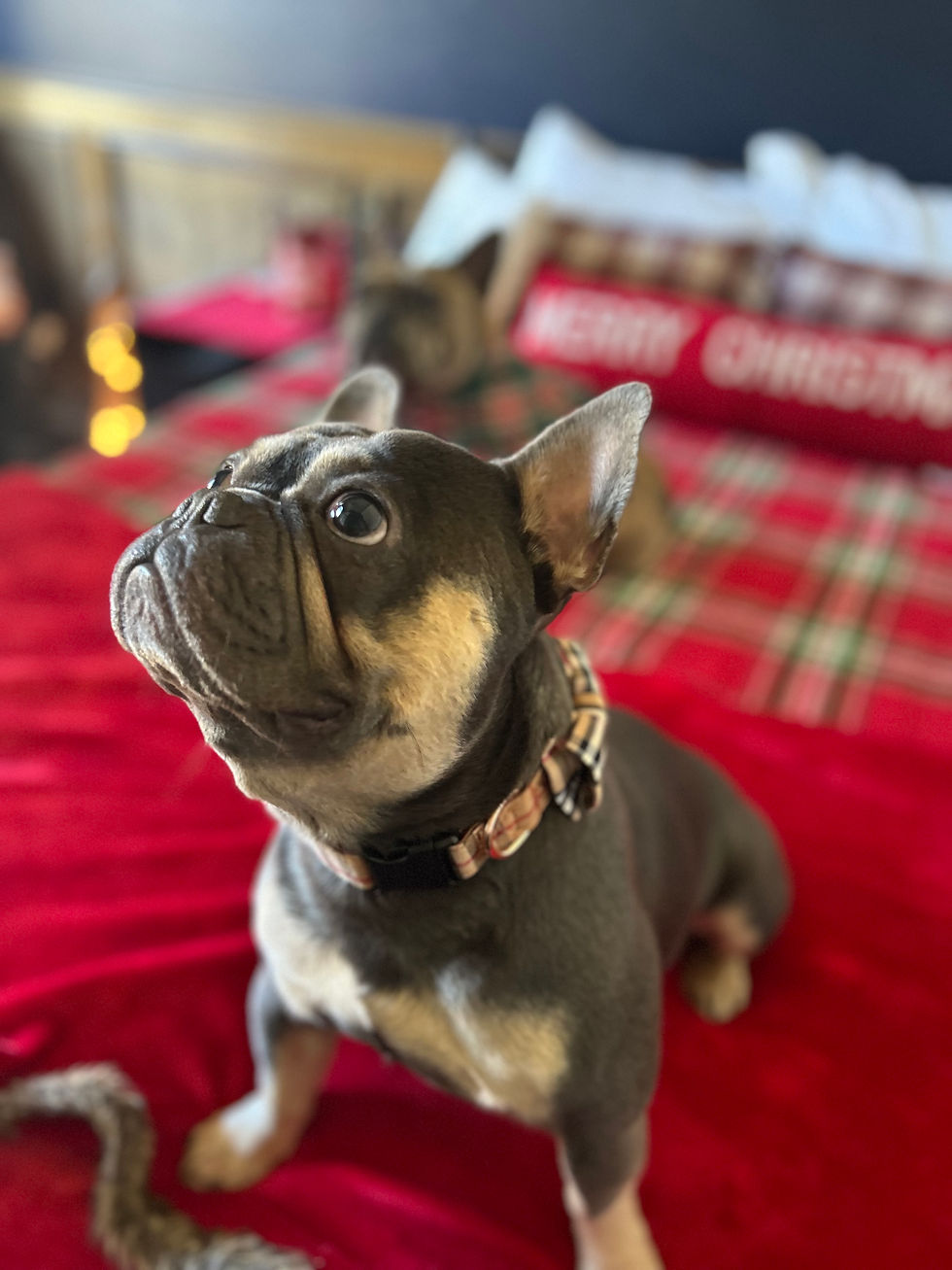 Why Health Testing Matters in French Bulldogs (And Why We Do It)