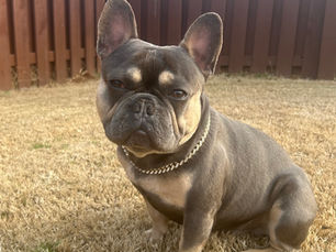 What to Look for in Good Frenchie Structure (And Why It Matters)