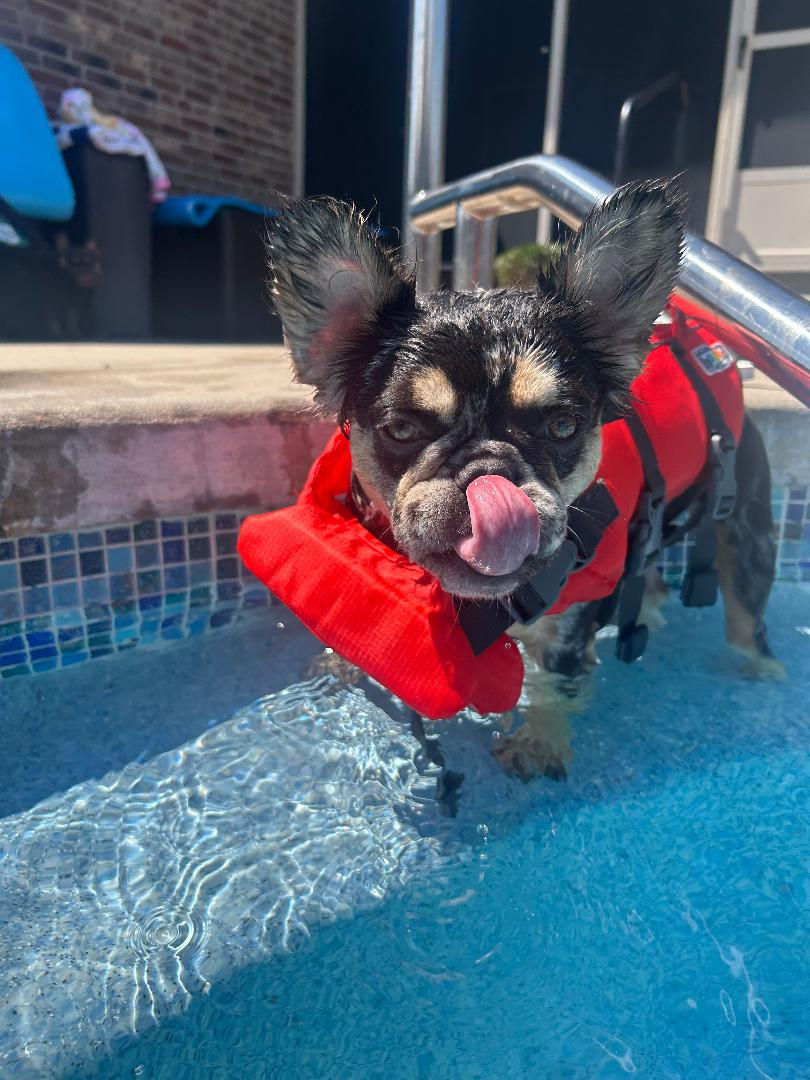 Opal, the frenchie, swimming