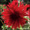 Thumbnail: Bloomquist Cayson S
