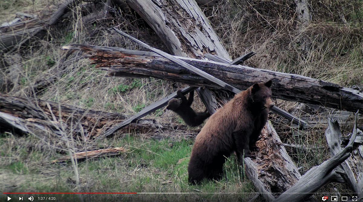 Yellowstone's Gymnast Cubs