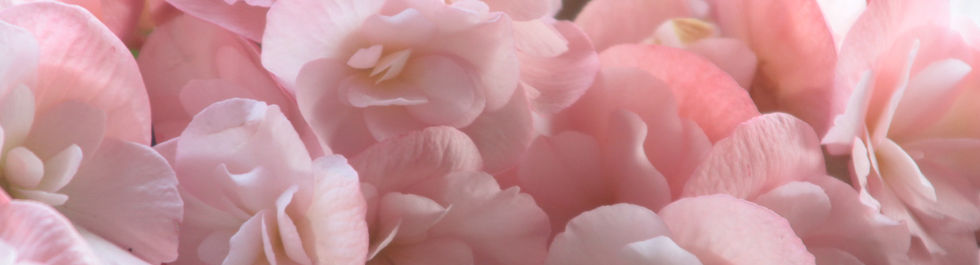 Petali di rosa