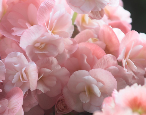 Pink Petals 