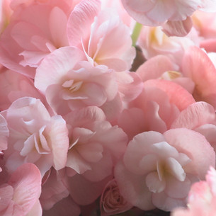 Pink Petals 