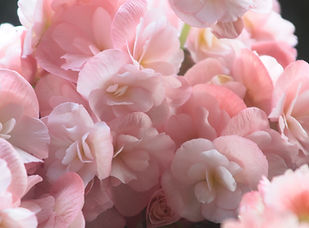 Pink Petals