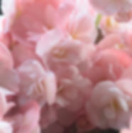 ピンクの花びら