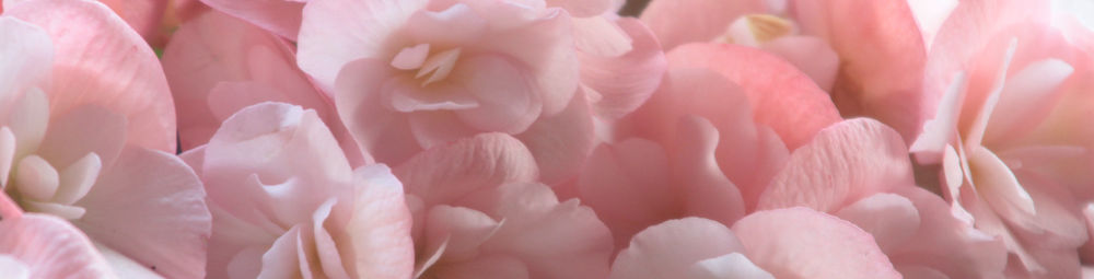 Pink Petals