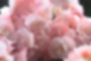 Pink Flowers Close-Up