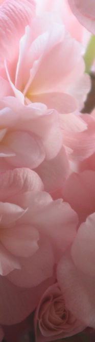 Pink Petals