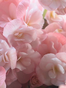 Pink Petals