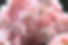 Pink Petals