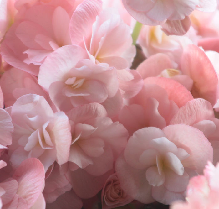 Pink Petals