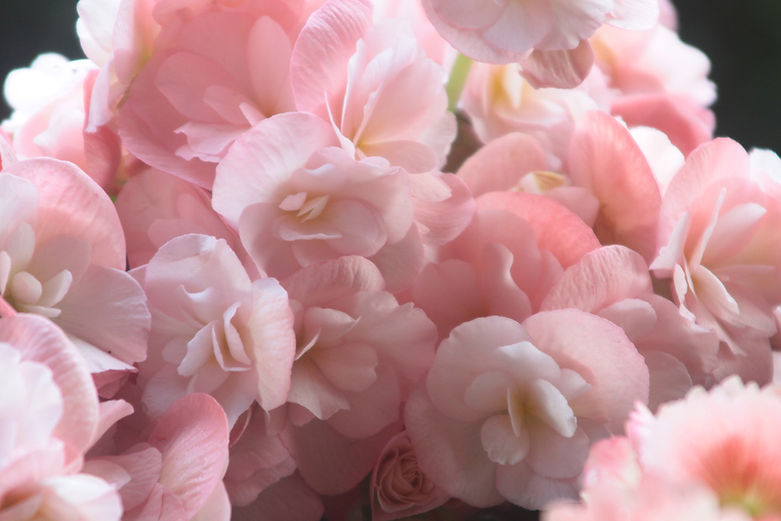Pink Flowers Close-Up