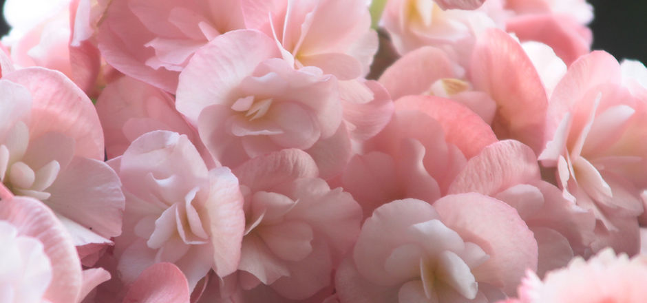 Pink Petals