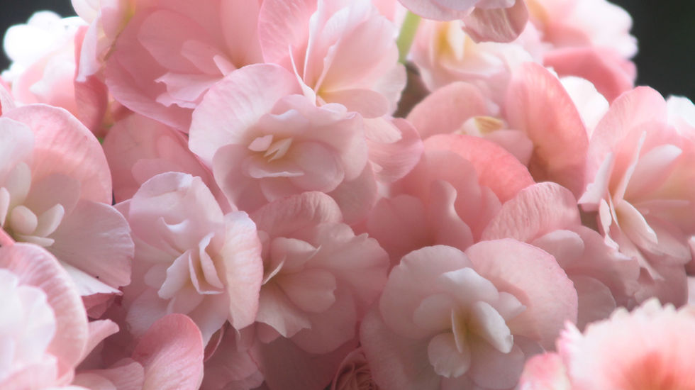 Pink Petals