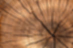 this-new-super-wood-material-is-stronger-than-steel-01-960x640.jpeg