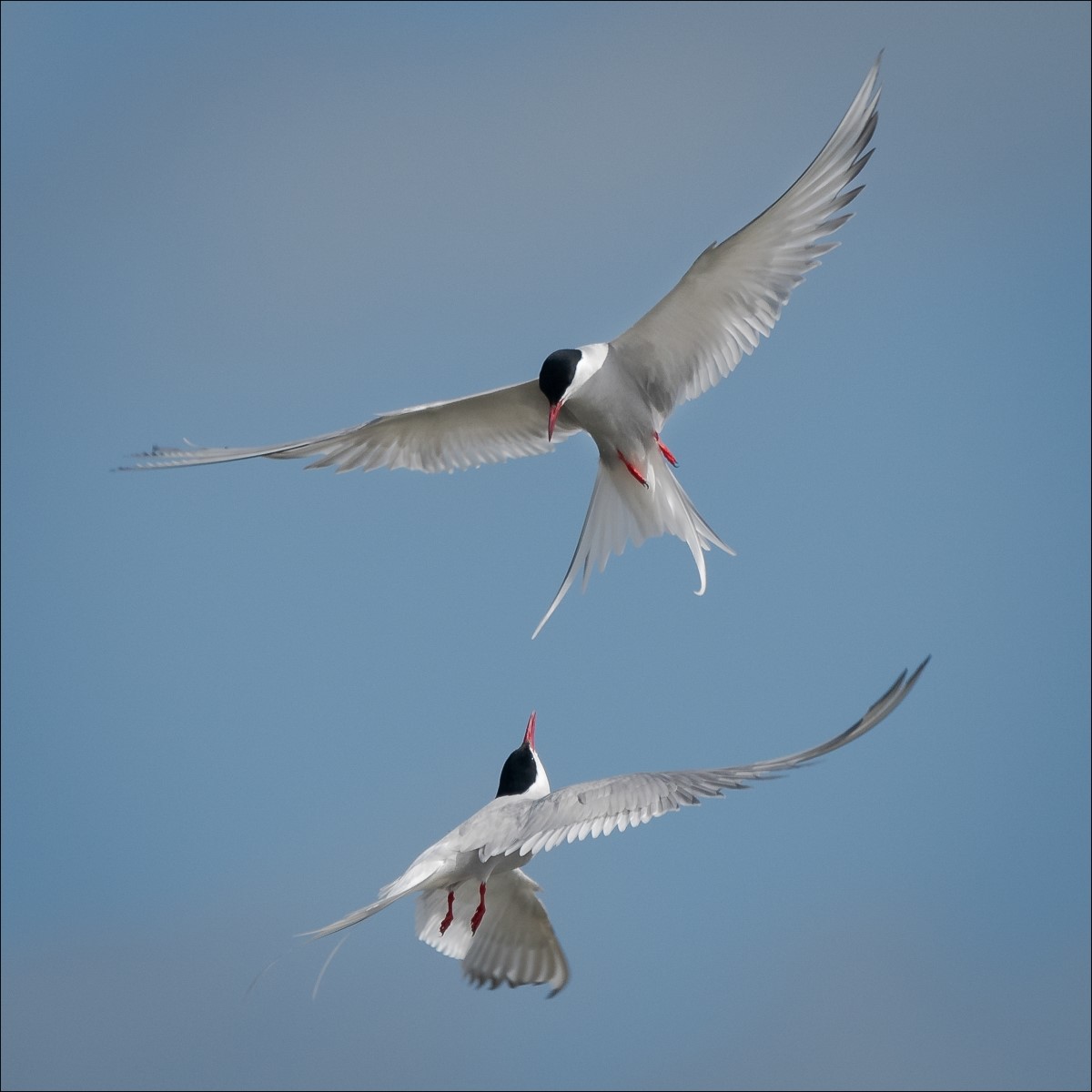 Aerial Combat