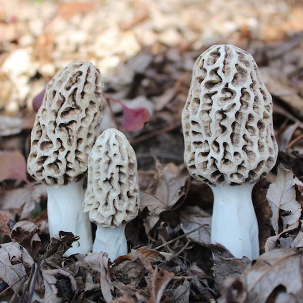 Morels Mushrooms
