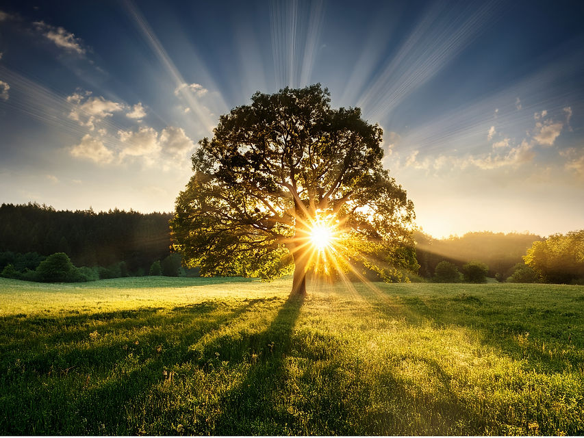 Front Page Image Tree 2.jpg