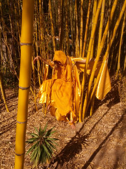 bamboo dancer