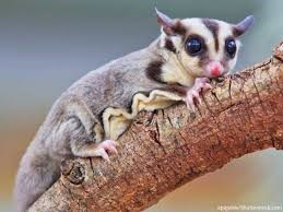 Sugar Glider