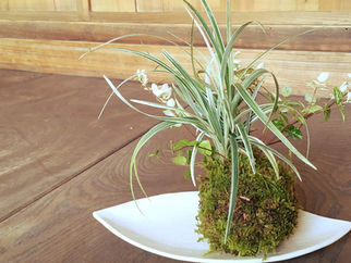 大人のはぐくみ時間*苔玉作りとランチ講座。スペシャルな九谷焼と共に