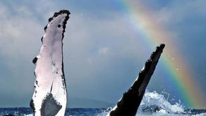 Whalecome Humpbacks!